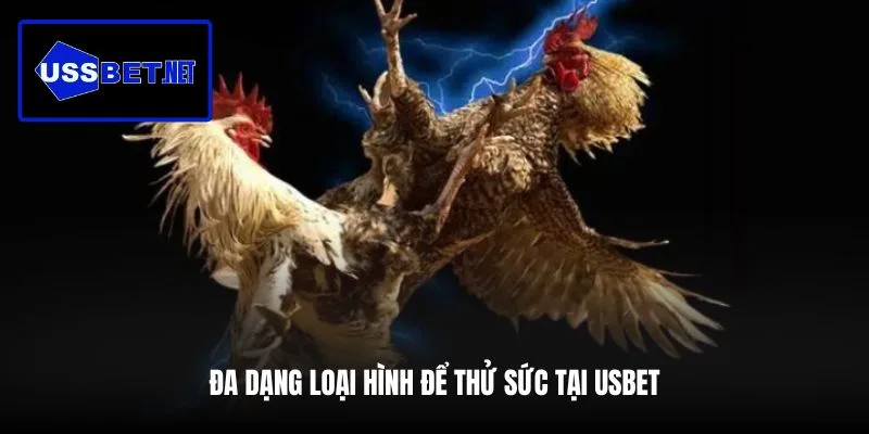 da-dang-loai-hinh-de-thu-suc-tai-usbet